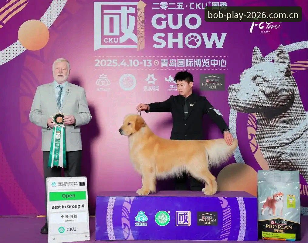 Bob娱乐官方入口对比：2026新版与旧版差距有多大？一文看懂怎么选